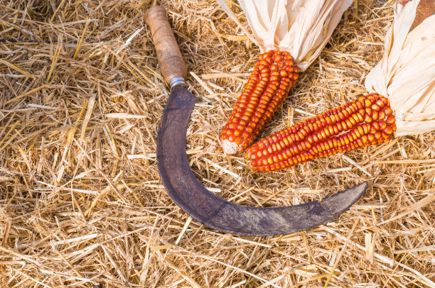 新收获的红玉米和镰刀图片下载