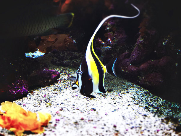 鱼在水里图片下载