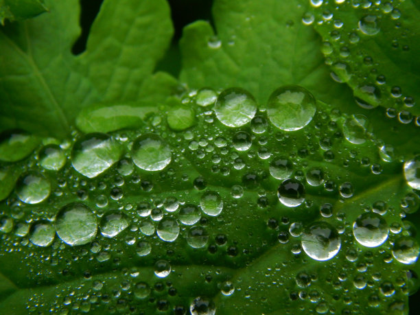 水滴在草叶上图片下载