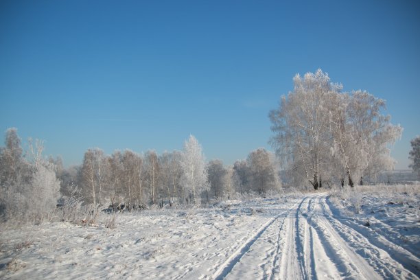 冬天树上有雪图片下载