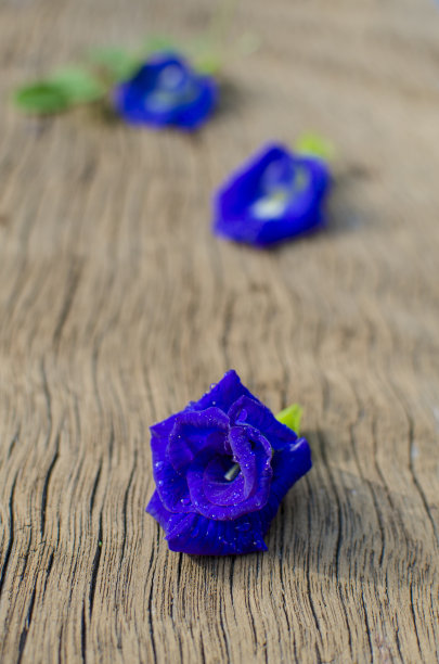 蝴蝶豌豆花图片下载