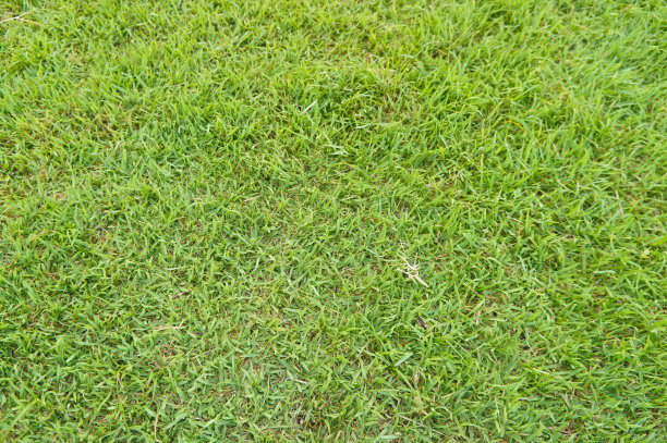 草表面图片下载