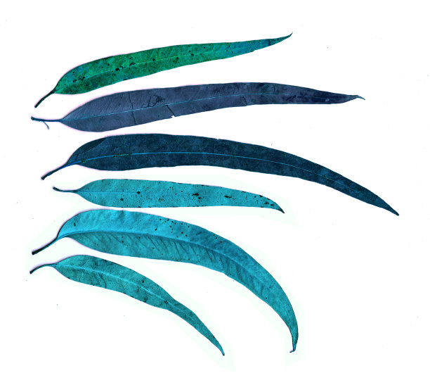 蓝桉树叶图片下载