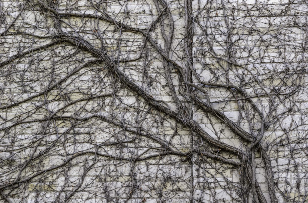 增长的复杂性图片下载