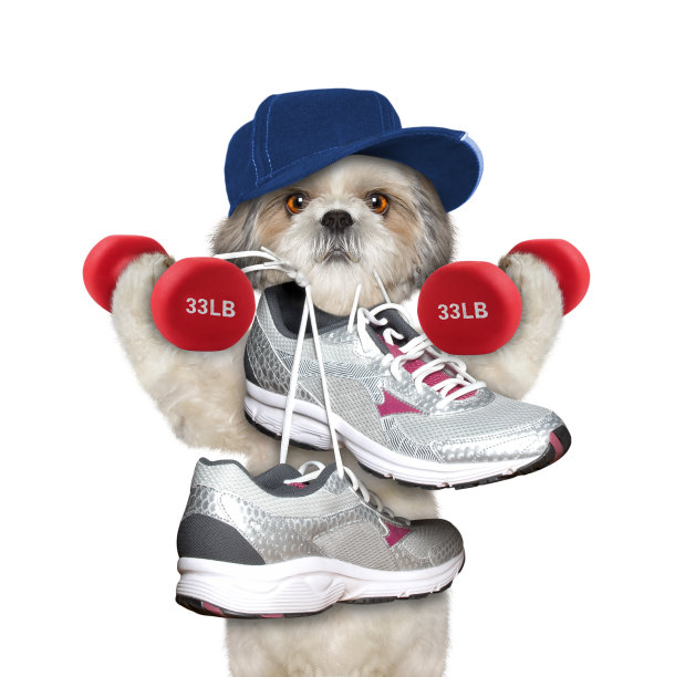 狗用哑铃做运动——跑步和慢跑图片下载