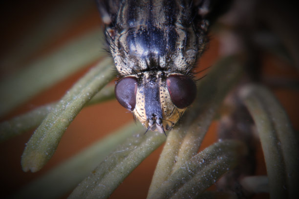 死苍蝇宏图片下载