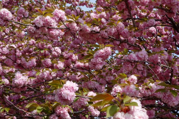 双花樱桃树图片下载