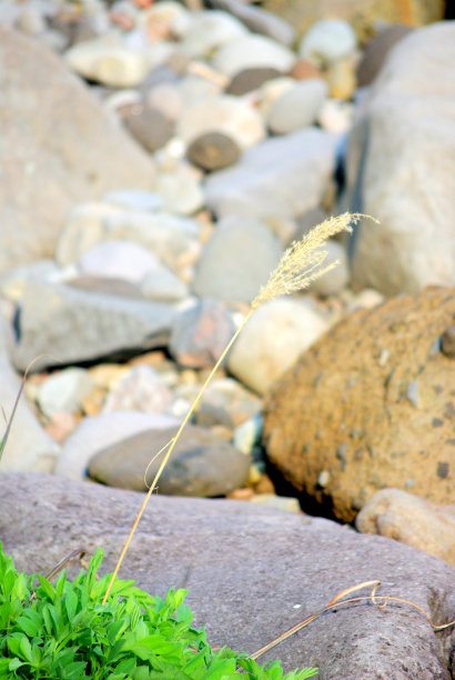 在孤独的海边绽放图片下载
