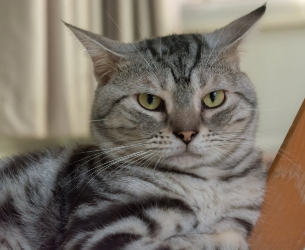 美国短毛猫图片下载