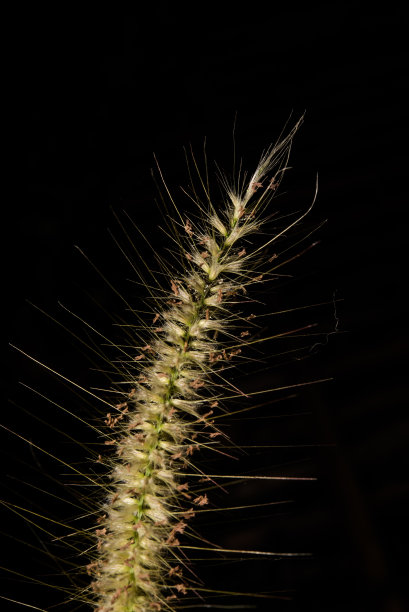 开花的草图片下载