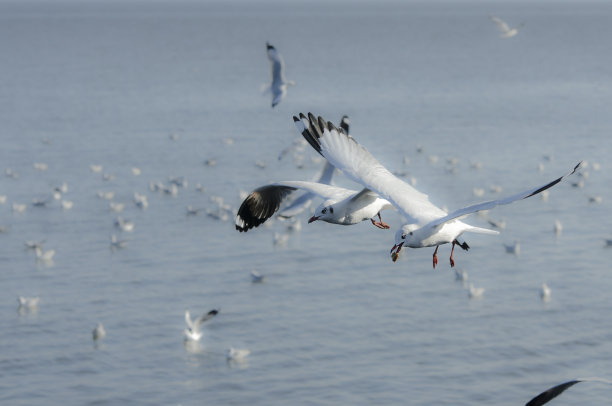 动物,海鸥图片下载