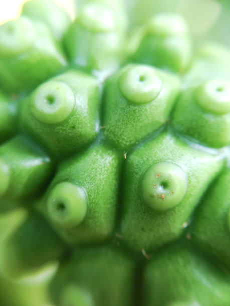 点状纹理的绿滩桑图片下载