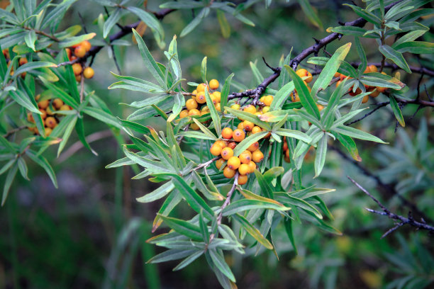 灌木上成熟的沙棘浆果图片下载