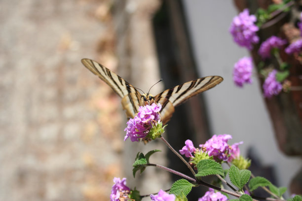 蝴蝶采集花蜜图片下载