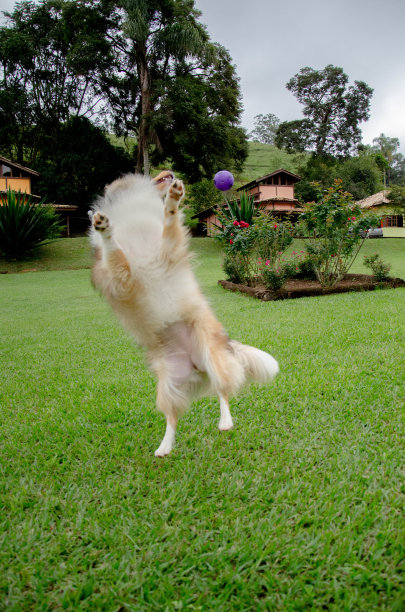 狗玩图片下载