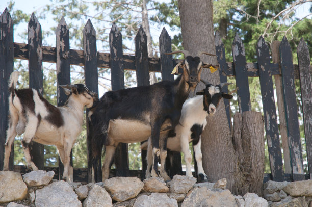 站在岩石上的山羊肖像图片下载