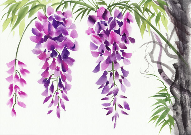 紫藤开花图片下载