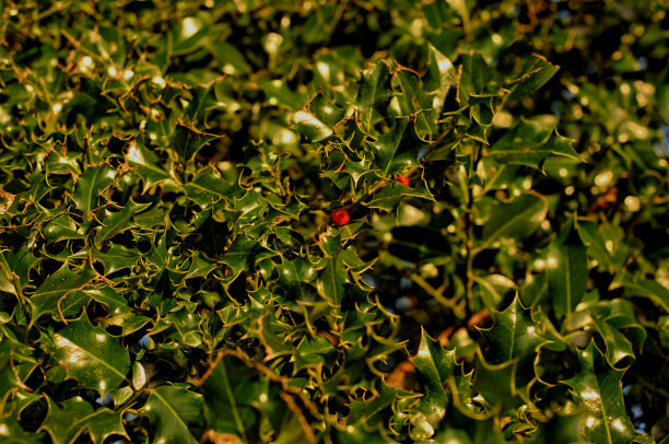 圣诞花-冬青果图片下载