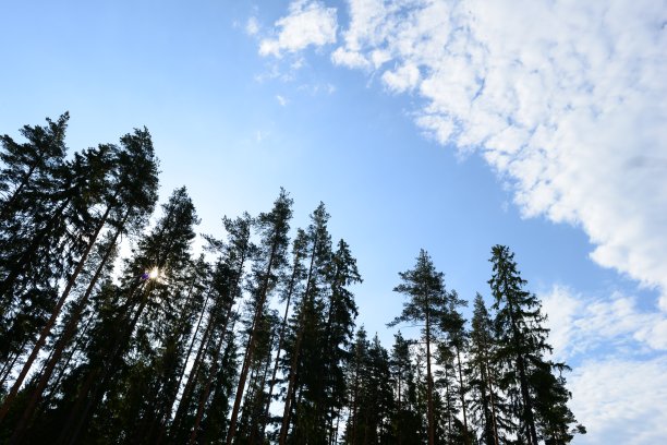 夏日清晨，松树日出图片下载