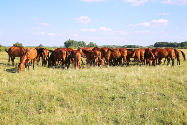 良种马驹和母马在一起和平地吃草图片下载