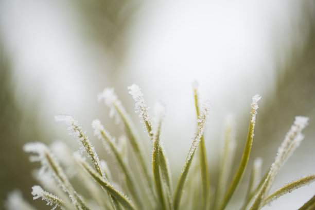 冬天，常青树的树枝上覆盖着霜冻素材图片