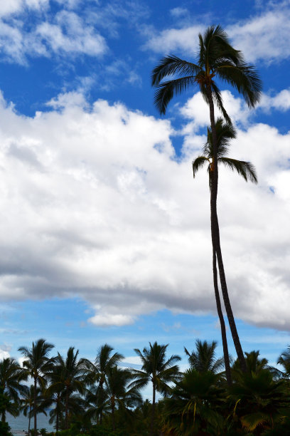 棕榈树，毛伊岛，你好图片下载