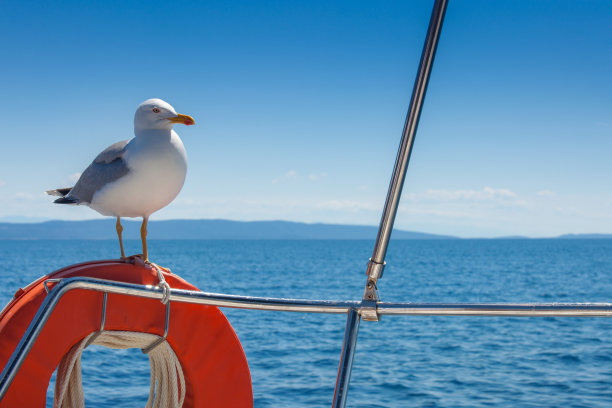 海鸥图片下载