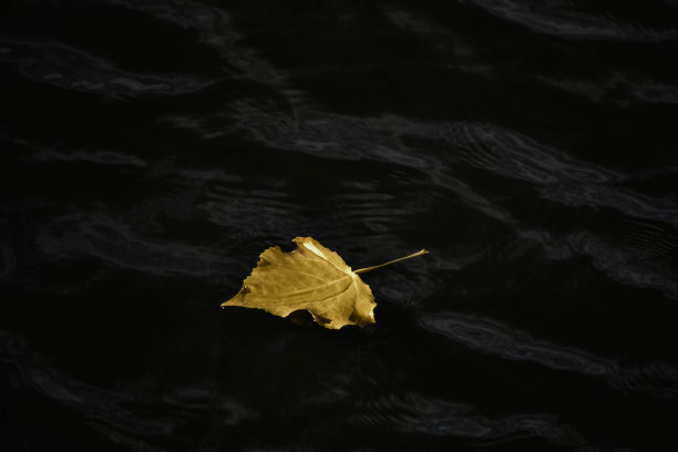 水里的叶子图片下载