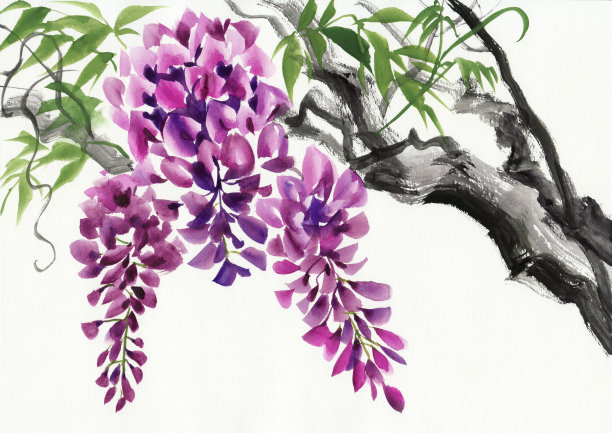 紫藤开花图片下载