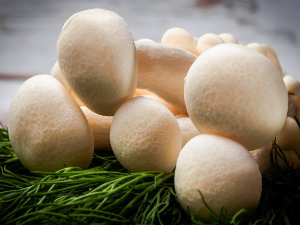 新鲜的白蘑菇图片下载