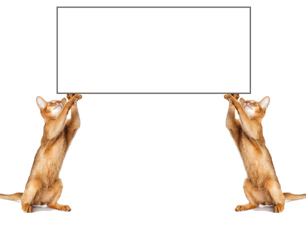 猫把爪子放在白色的招牌上图片下载