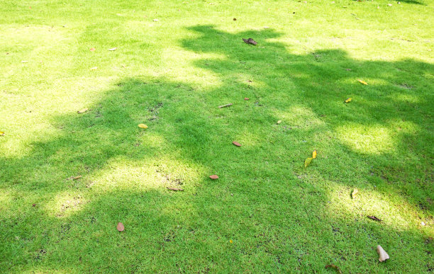 绿色的草坪图片下载