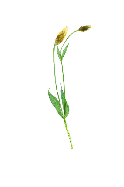 两个压榨和干燥的花蕾。图片下载