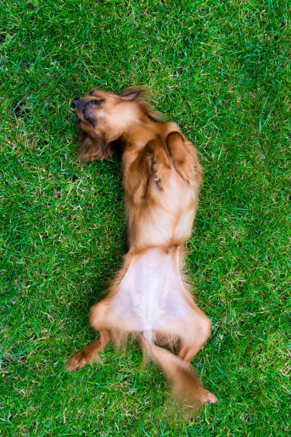 草丛中的狗。图片下载