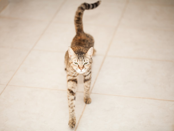 家的灰剥猫，走向图片下载