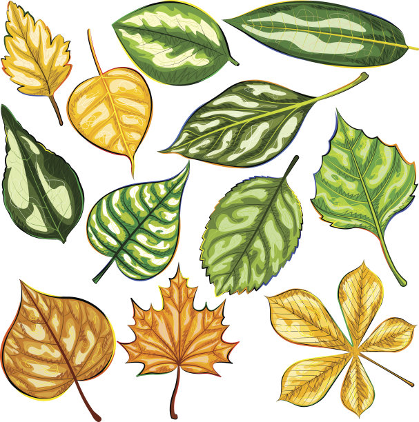 一组绿叶孤立在白色背景图片下载