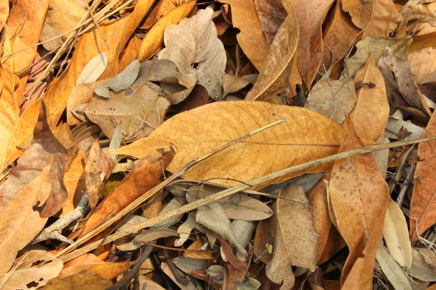 森林地面上的落叶碎片图片下载