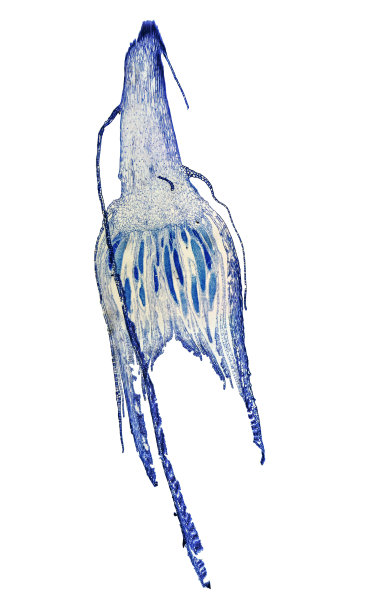 藓原丝体显微照片图片下载