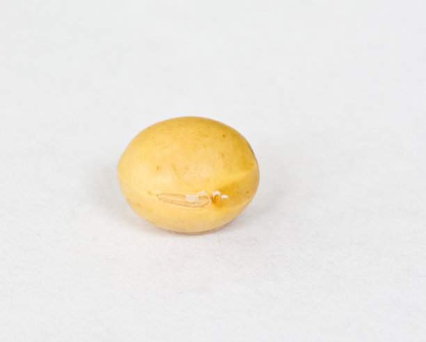 毛豆种子的特写图片下载