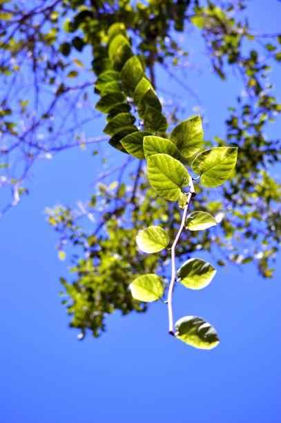在热带藤蔓图片下载