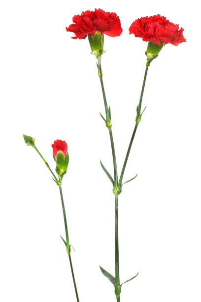 美朱红色康乃馨图片下载