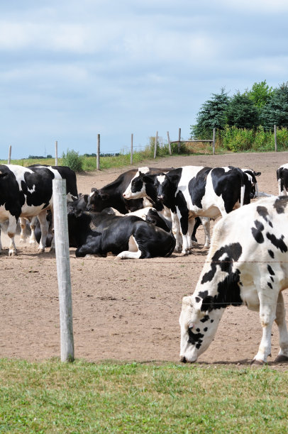 奶牛图片下载