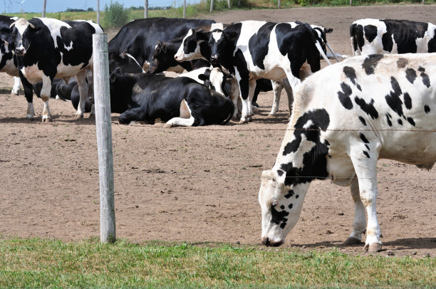 乌云笼罩牛图片下载