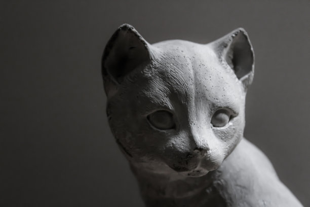 灰石的猫图片下载