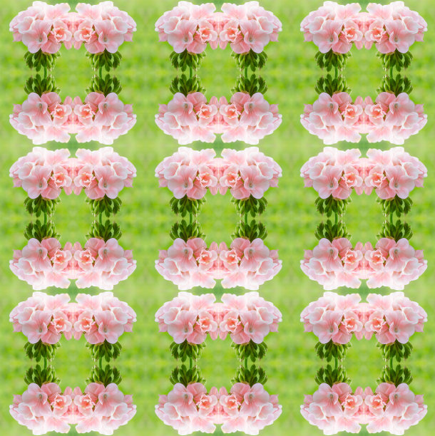 粉红双色天竺葵无缝图案背景图片下载