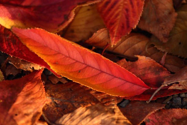 地面上的红叶2图片下载