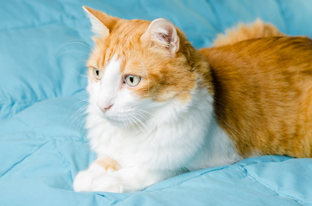 红色和白色的猫，蓝色的背景图片下载