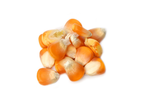 玉米棒图片下载