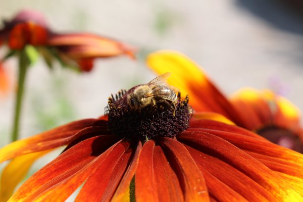“黑眼苏珊”花- Rudbeckia Hirta图片下载