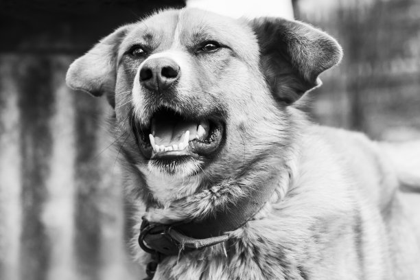 一只狗的黑白肖像图片下载